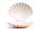 Empty open seashell 3d rendering