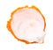 empty orange seashell of clam isolated
