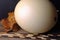 EMPTY OSTRICH EGG SHELL WITH PORCUPINE QUILLS AND DRY COMBRETUM SEED CAPSULE