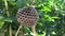 Empty paper wasp nest on a tree