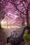 A empty park bench at an small alley under defocused cherry trees