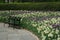 Empty Park bench surrounded by purple and white tulips