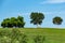 An empty park bench under a tree on grassy hill against blue sky - Vista View Park, Davie, Florida, USA