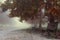 Empty park benches on a foggy autumn\'s morning