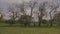 Empty park with grass and tall standing trees