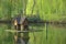 Empty park without people peaceful nature scenic view wooden cabin for birds animal care landscaping object in summer morning