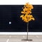 Empty parking lot with lonely young maple tree in autumn