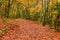 An empty path in the autumn picturesque park