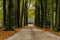 Empty path through an autumnal forest. A sheep stable stands in the distance