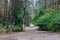 Empty path in the forest. Wide road in the wood. Footpath in autumn forest. Autumn landscape.