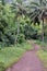 Empty path in the inland jungle of Rarotonga Cook Islands