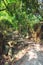 Empty path and steps in lush bamboo forest at the Dragon`s Back