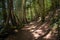 Empty path throught a dense forest on a summer day