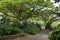 Empty path in Waimea Valley Botanical Garden