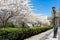 Empty Path with White Flowering Cherry Blossom Trees and Street Lights during Spring at Roosevelt Island