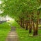 Empty pathway along old green trees, saplings in a city park