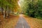 Empty Paved Path Partly Covered in Leaves in Autumn