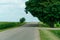 An empty paved road passes through a cornfield. A beautiful fluffy tree grows on the side of the road. Empty background, space for