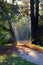 Empty paved walkway through autumn forest