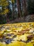 Empty pedestrian footpath covered by fallen yellow Ginko leaves against the background of Sherbrooke forest