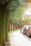 Empty pedestrian sidewalk. Old trees with moss and lichen beside pavement and the street. Cars parked on roadside parking. Old