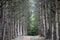 Empty pine tree alley. Beautiful and mysterious walkway lane path in forest during summer