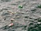 Empty plastic bottles float in the water. The sea is dirty, rubbish floats near the shore. Concept: environmental pollution,