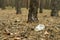 Empty plastic cup in the form of garbage in the forest thrown by man. The concept of environmental pollution by human life