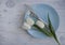 Empty plate tulip flower on elegance background tableware