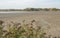 Empty pond during fishing out