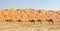 Empty Quarter Camels