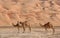 Empty Quarter Camels