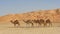 Empty Quarter Camels