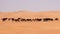 Empty Quarter Camels