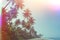 Empty remote tropical beach with exotic coconut palm trees vintage color stylized