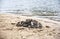 Empty river shells on the sand in the summer