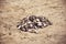 Empty river shells on the sand in the summer