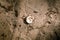 Empty river snail shell on dirty sand