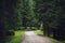 Empty road along trees in forest