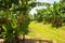 Empty road on the banana plantation, Guadeloupe