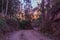 Empty road in deep forest early in the morning. Ancient footpath on Camino de Santiago, Spain. Rural way in morning haze in wood.