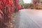 Empty road flanked with beautiful red flower growing beside the road at countryside.