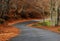 An empty road in the forest