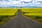 Empty road with leading lines into the mountains, surrounded by a field of blooming mustard plants in the Palouse region of