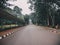 Empty road and lined trees