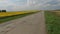 Empty road next to the sunflowers