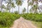 Empty road in tropical countryside. Way in palm tree jungle. Travel destinations concept. Exotic landscape.