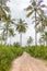 Empty road in tropical countryside. Way in palm tree jungle. Travel destinations concept. Exotic landscape.