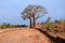 Empty road with two big baobabs.