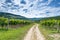 Empty road in vine plantation in Slovenia countryside